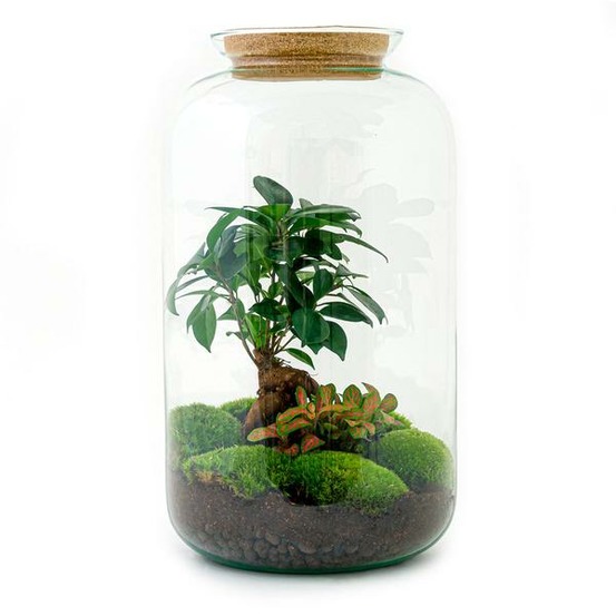 Diy terrarium - sven bonsai - h43 cm - ø43 cm