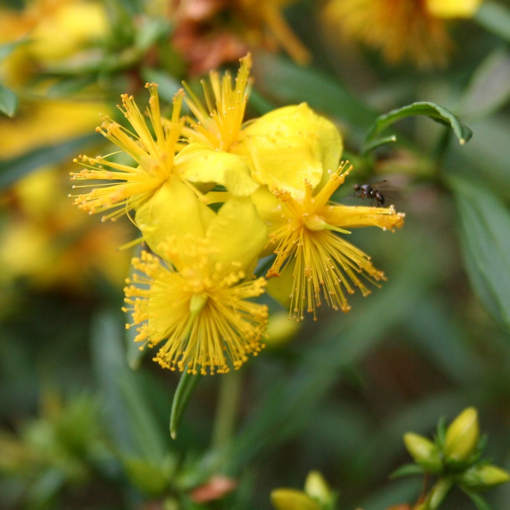 Hypericum androsaemum 'buttercup' godet de 8/9 cm