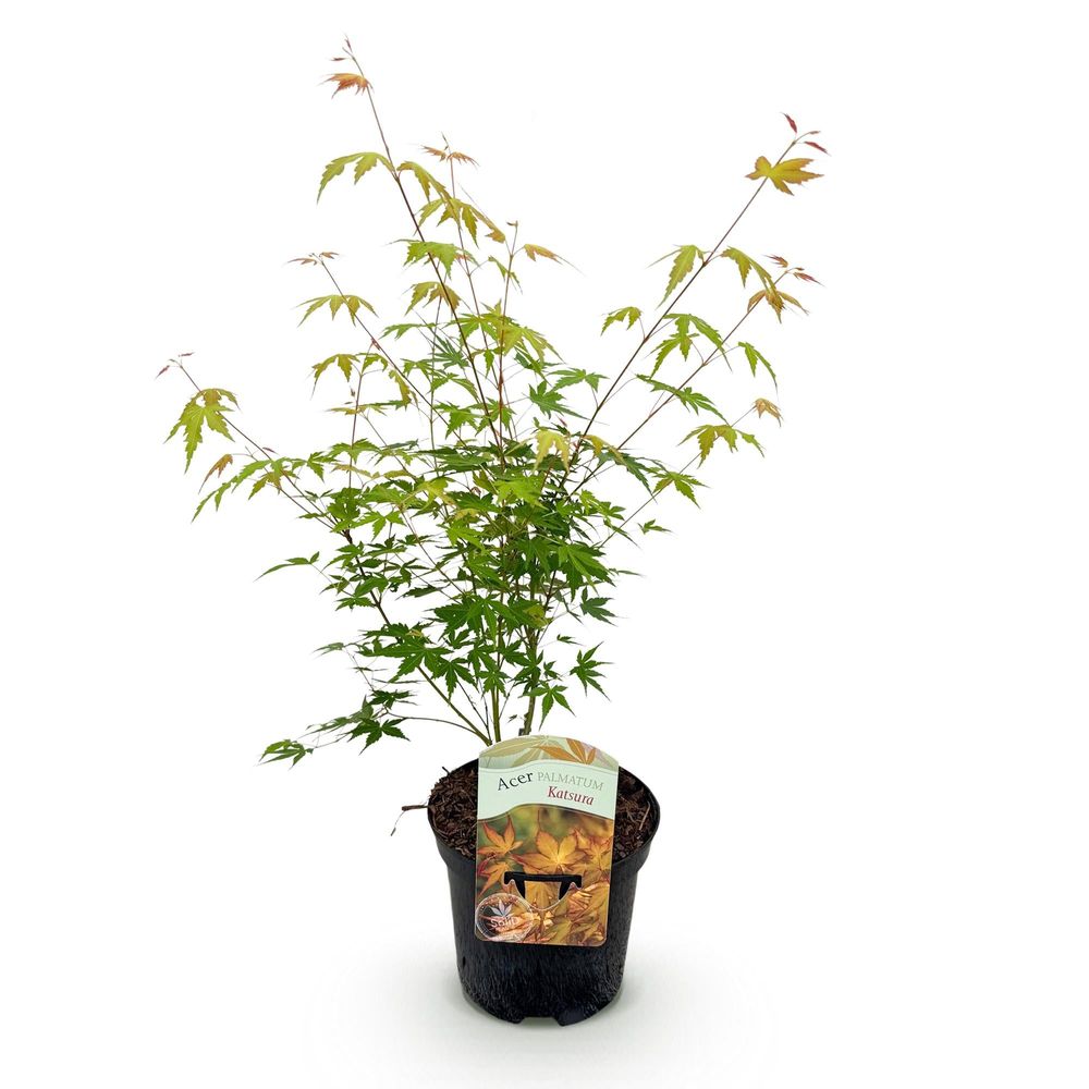 Érable du japon 'katsura' - pot 19 cm - hauteur 70 cm - plante d'extérieur