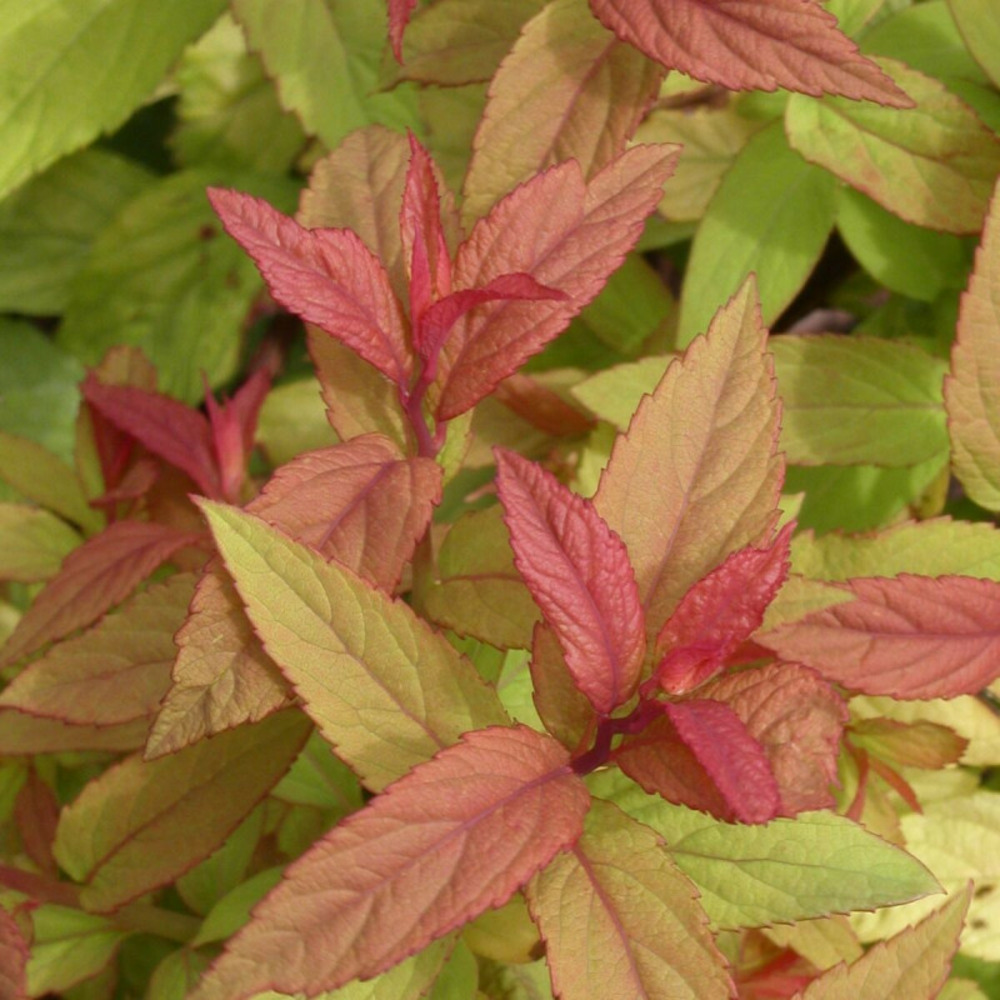 Spirée du japon goldflame, spiraea pot de 7,5l - 40/60 cm