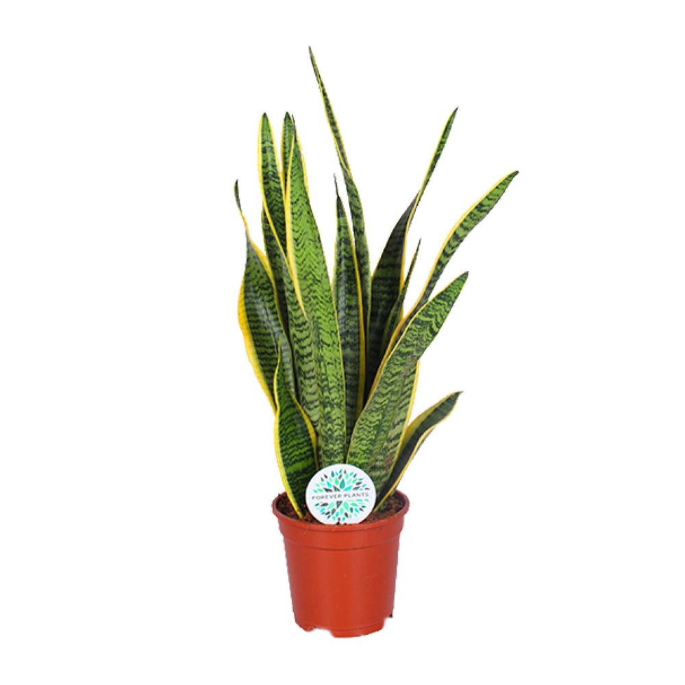 Sansevieria trifasciata laurentii - ø17cm - ↕60cm - plantes d'intérieur