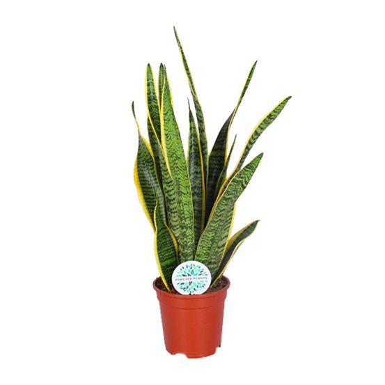 Sansevieria trifasciata laurentii - ø17cm - ↕60cm - plantes d'intérieur