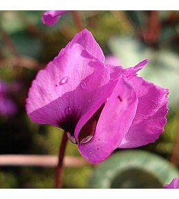 Cyclamen de l'ile de cos godet de 8/9 cm
