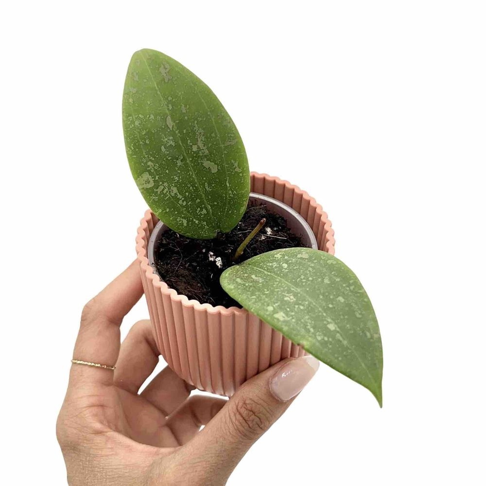 Hoya verticillata wibergiae - pot de 6cm