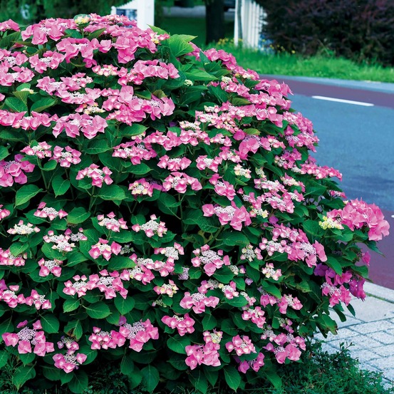 Hortensia selina - le pot / ø 13cm / hauteur livrée 15-20cm, vendu par lot de 2