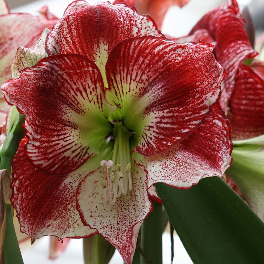Amaryllis 'flamenco queen' bulbe calibre 24/26, extra