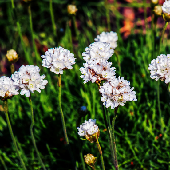Lot de 3 - armeria maritima alba - amenite maritime - h. 10-20 cm