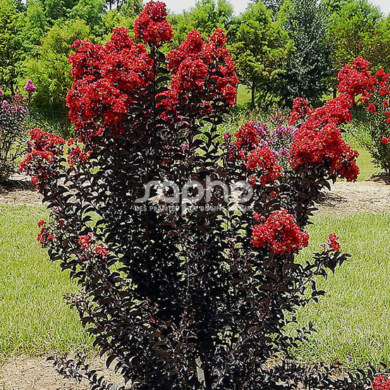 Lilas des indes black diamond® red hot™, lagerstroemia pot de 3l - touffe