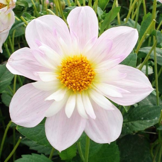 Dahlia collerette 'teesbrook audrey' bulbe calibre i