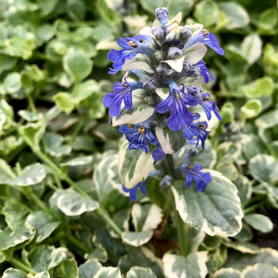Bugle rampant 'variegata' godet de 8/9 cm