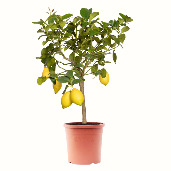 Citronnier jaune - citrus lemon - 60cm