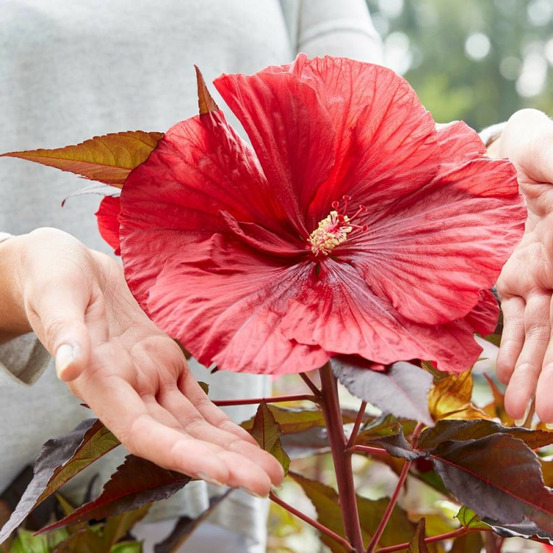 Hibiscus des marais carousel® 'red wine' pot de 4l - 40/60 cm
