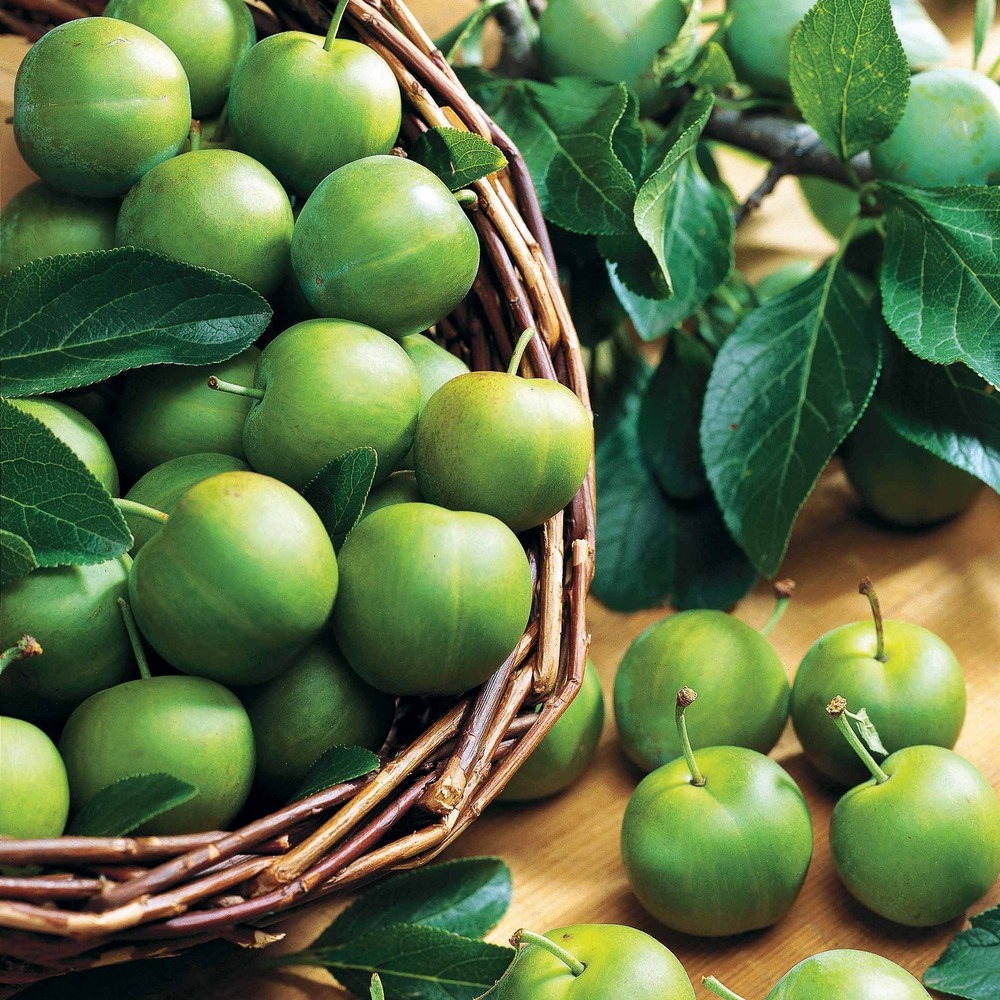 Prunier reine-claude verte - la motte / gobelet de 2 ans / hauteur livrée 90-130cm