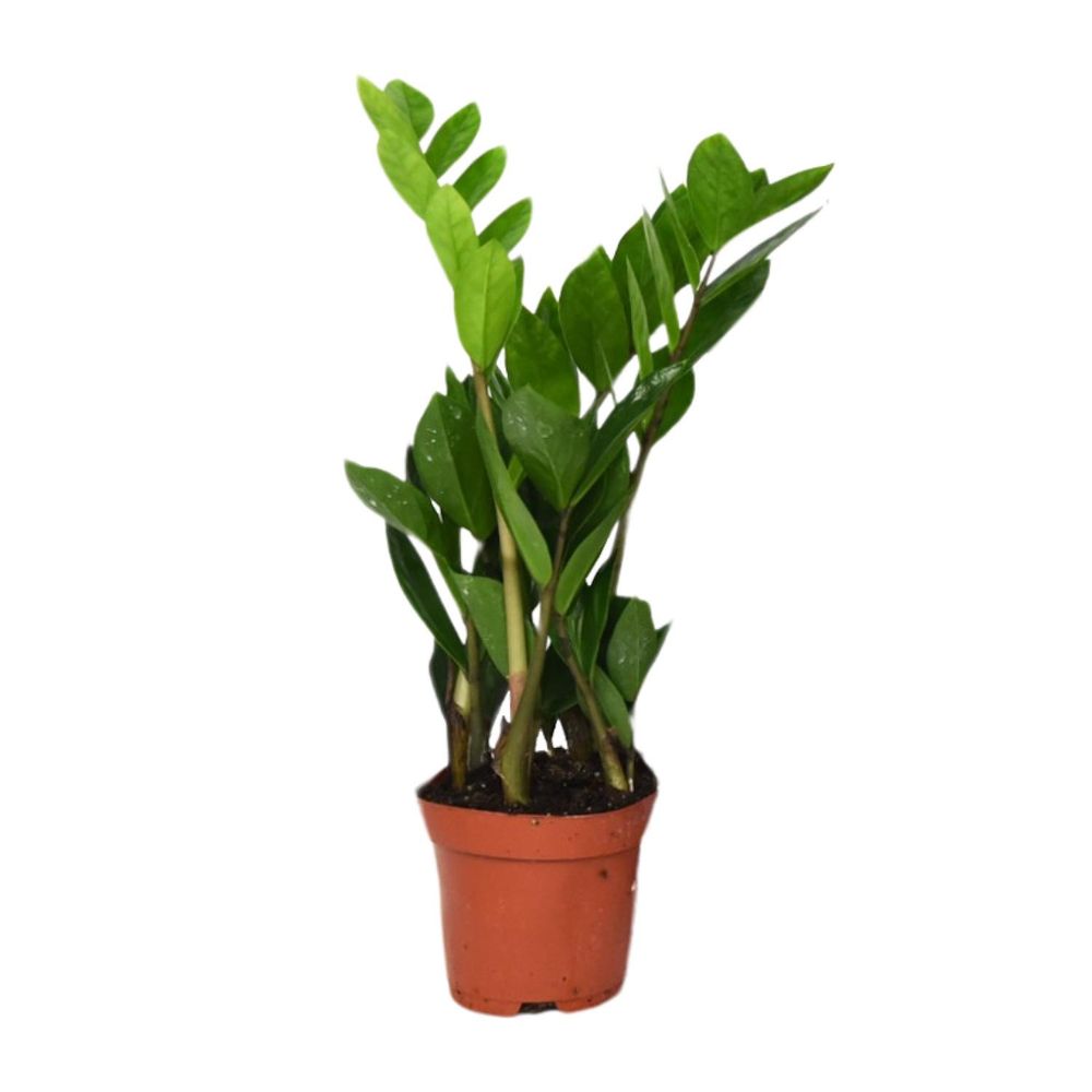 Zamioculcas zamiifolia - ø12cm - ↕40cm - plantes d'intérieur