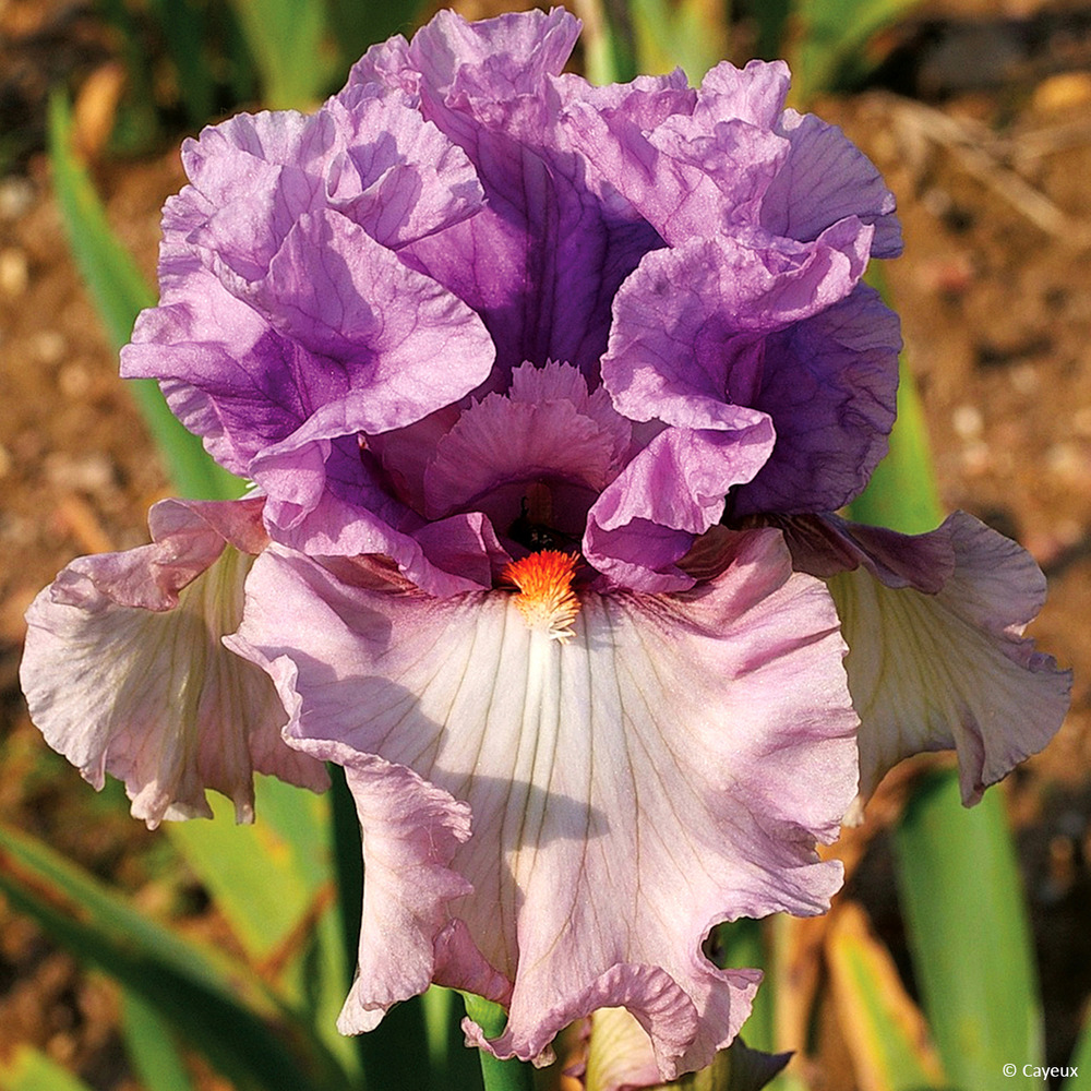 Iris germanica modern woman - iris des jardins godet de 8/9 cm