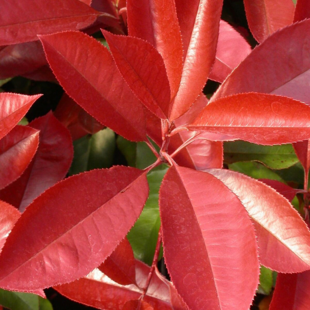 Photinia carré rouge pot de 7,5l - 80/100 cm
