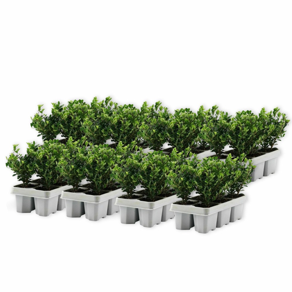 Houx crenelé - set de 48 - ilex crenata 'jenny' - hauteur 10-20cm - ⌀9cm