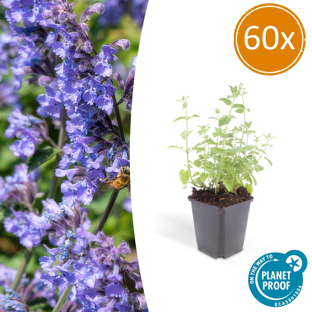 Nepeta 'six hills giant' x60 – entre 3,75 et 5m2