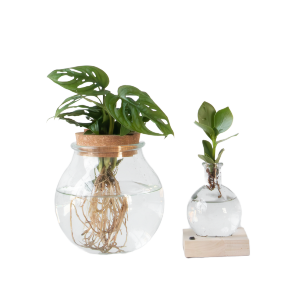 Mélange de plantes en verre - set de 2 - clusia, monstera - h15-35cm - ⌀20cm