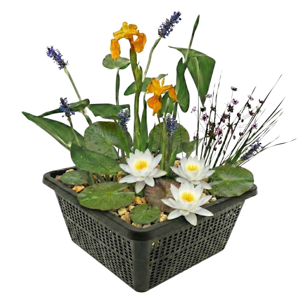 Plantes de bassin blanches - 4 plantes avec panier