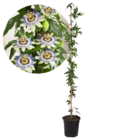 Passiflora 'caerulea' xl - passiflore - plante de jardin - plante grimpante - ⌀17 cm - hauteur 110-120 cm