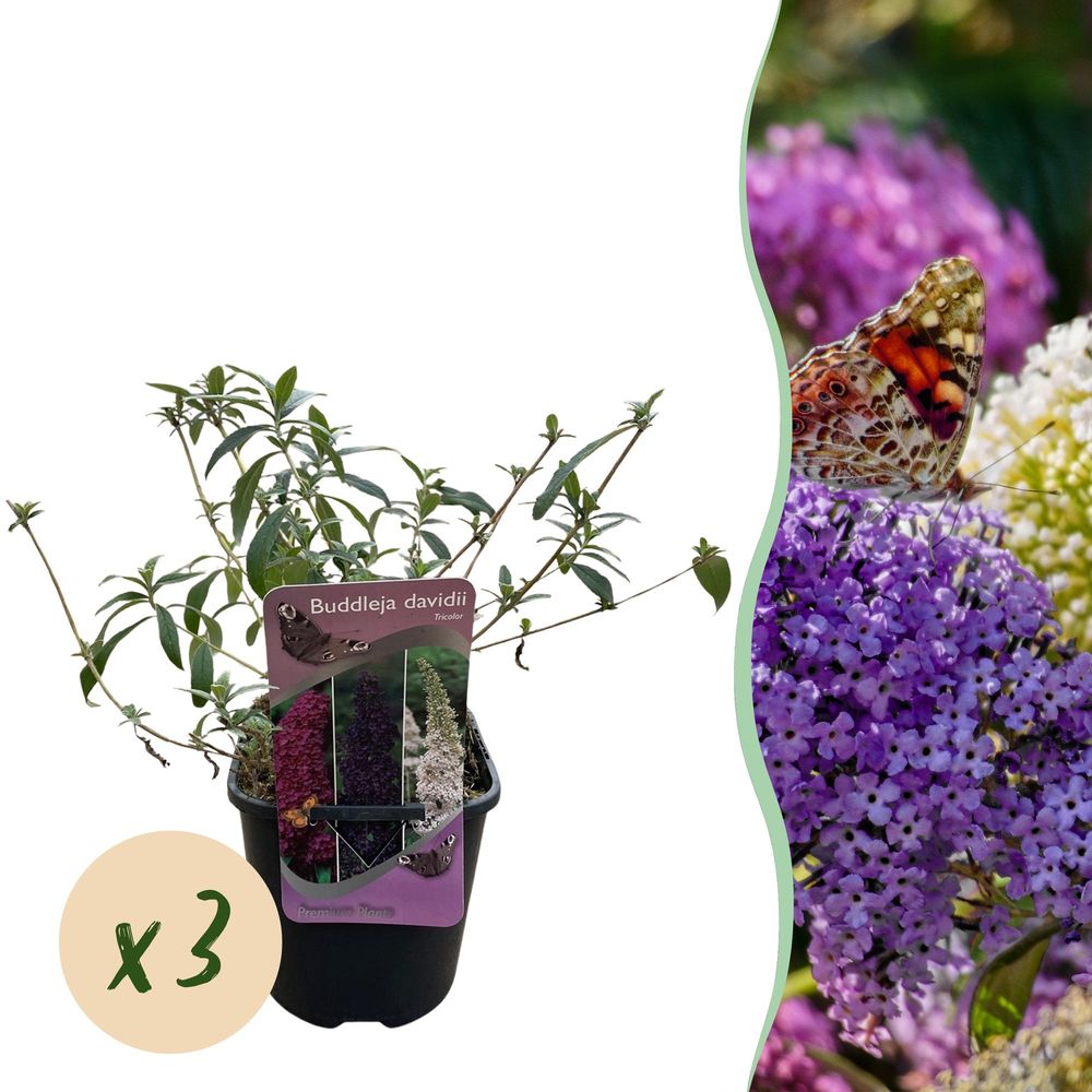 Arbre aux papillons - lot de 3 - pot 17 cm - hauteur 30 cm