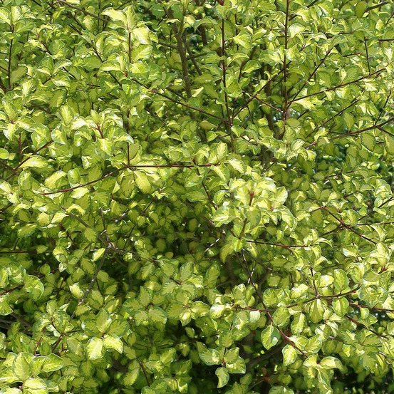 Pittosporum abbotsbury gold, pittospore pot de 7,5l - 60/80 cm