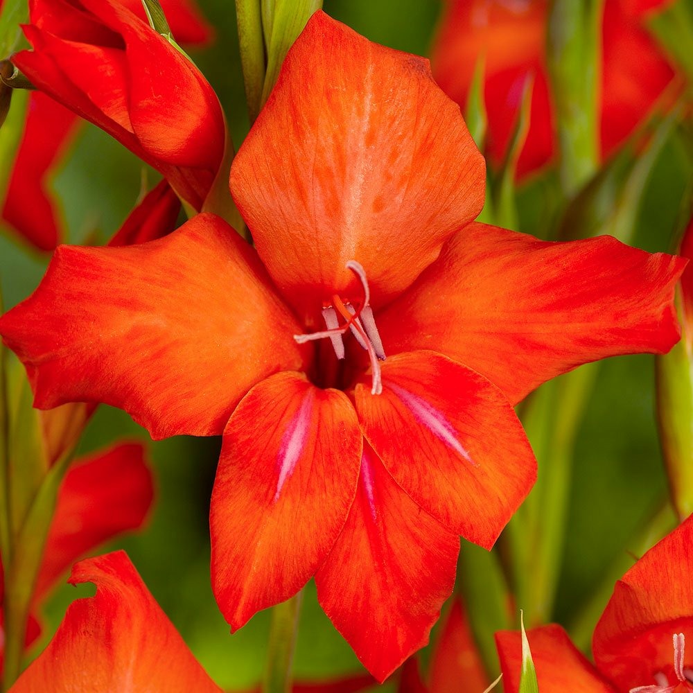 10 Bulbes De Glaïeul Mirella Rouge-orangé - Hauteur 60-90 Cm - Floraison Juillet à Septembre - Plein Soleil