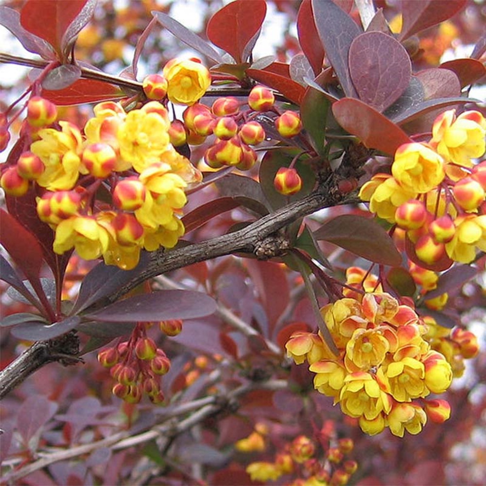 Berberis ottawensis superba - epine-vinette pot de 3l/4l