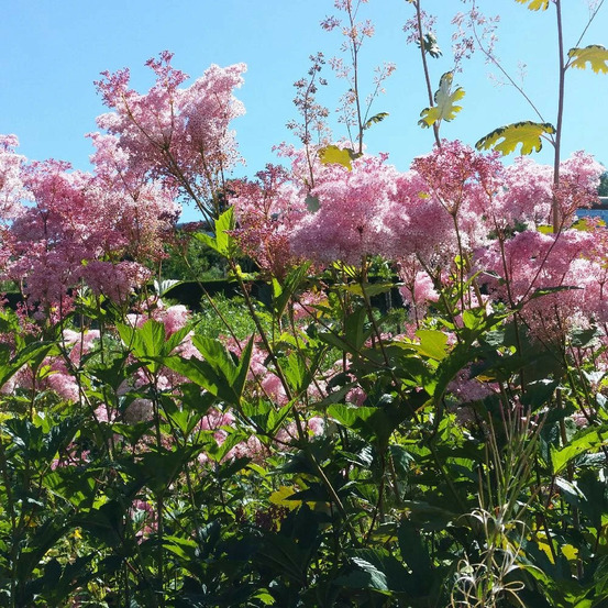 Reine des prés américaine, filipendula lot de 3 godets