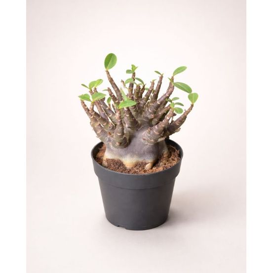 Adenium obesum - rose du désert d. 12cm h. 25cm - plante d'intérieur