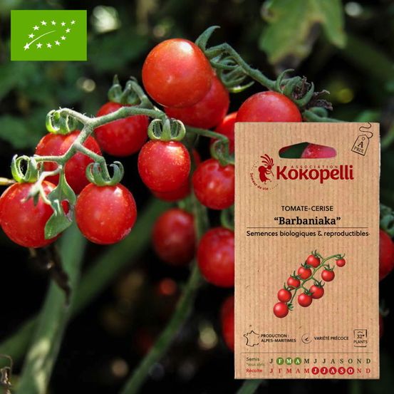 Tomate-cerise barbaniaka- graines bio à semer