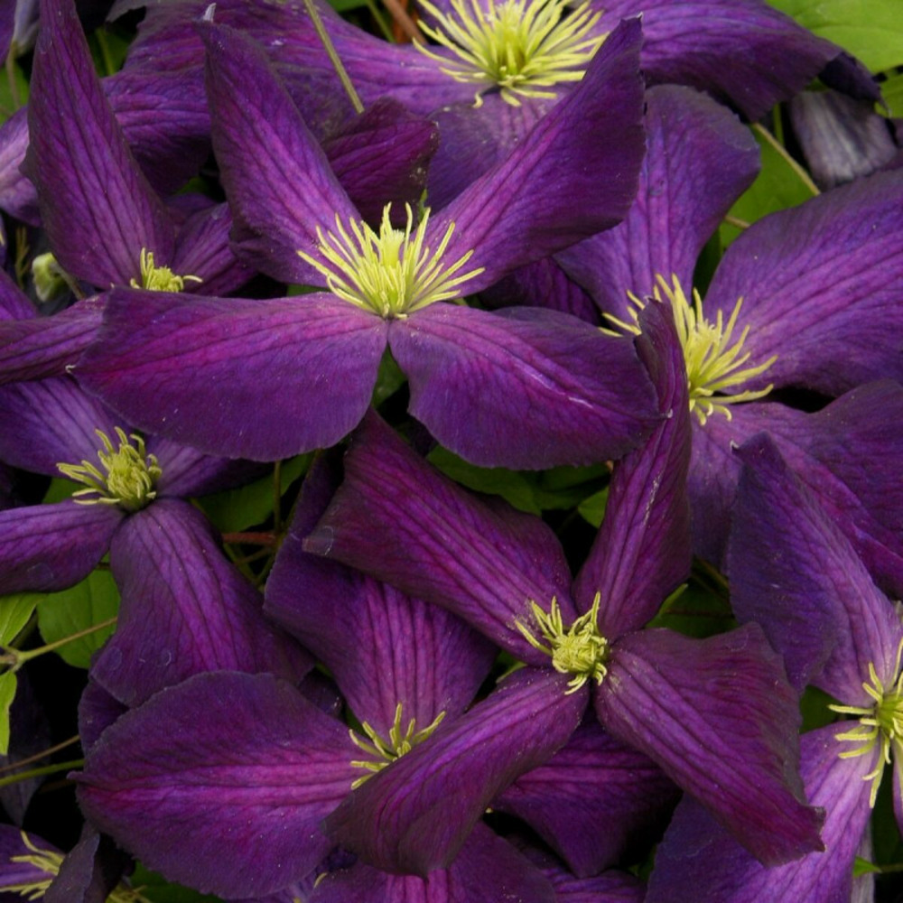 Clématite jackmanii jackmanii purpurea® 'zojapur' pot de 3l - echelle bambou 60/120 cm