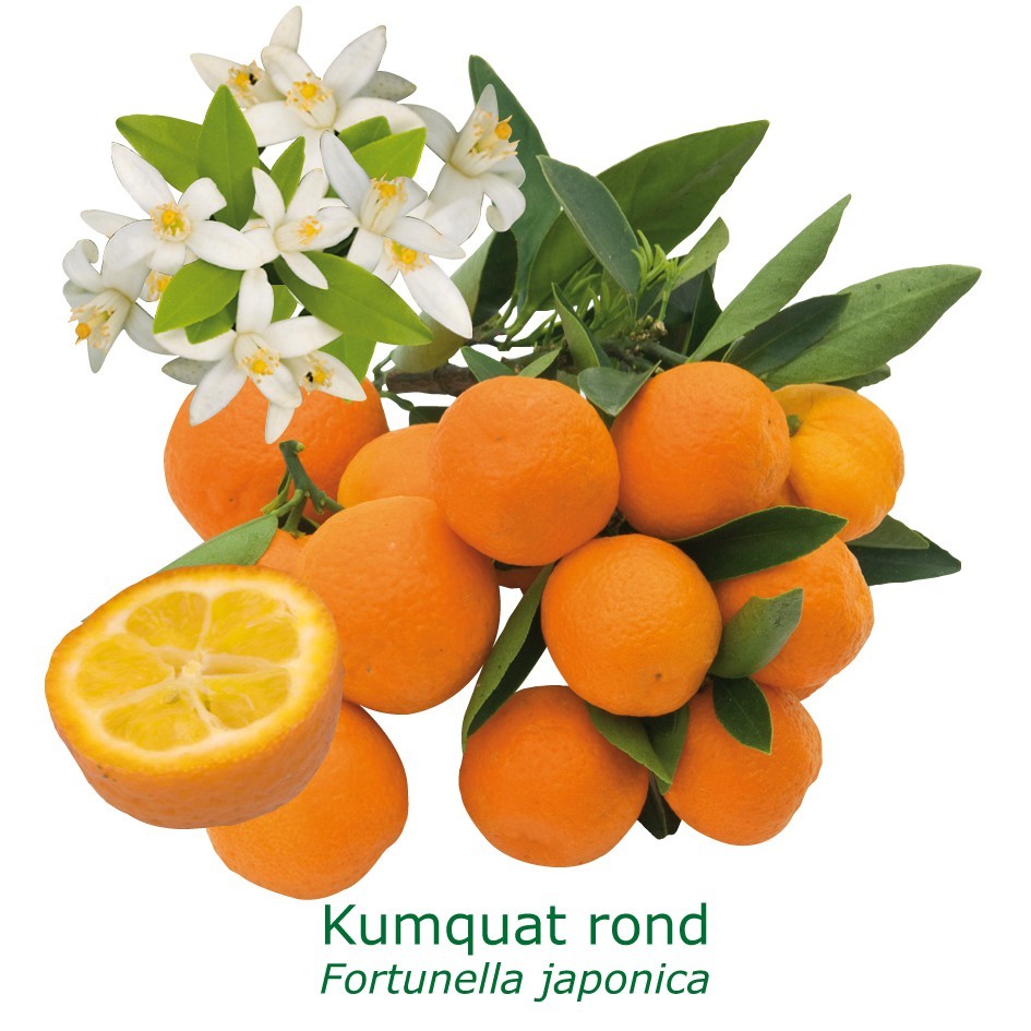 Kumquat rond bio tailles:pot de 3 litres, hauteur 30/40 cm