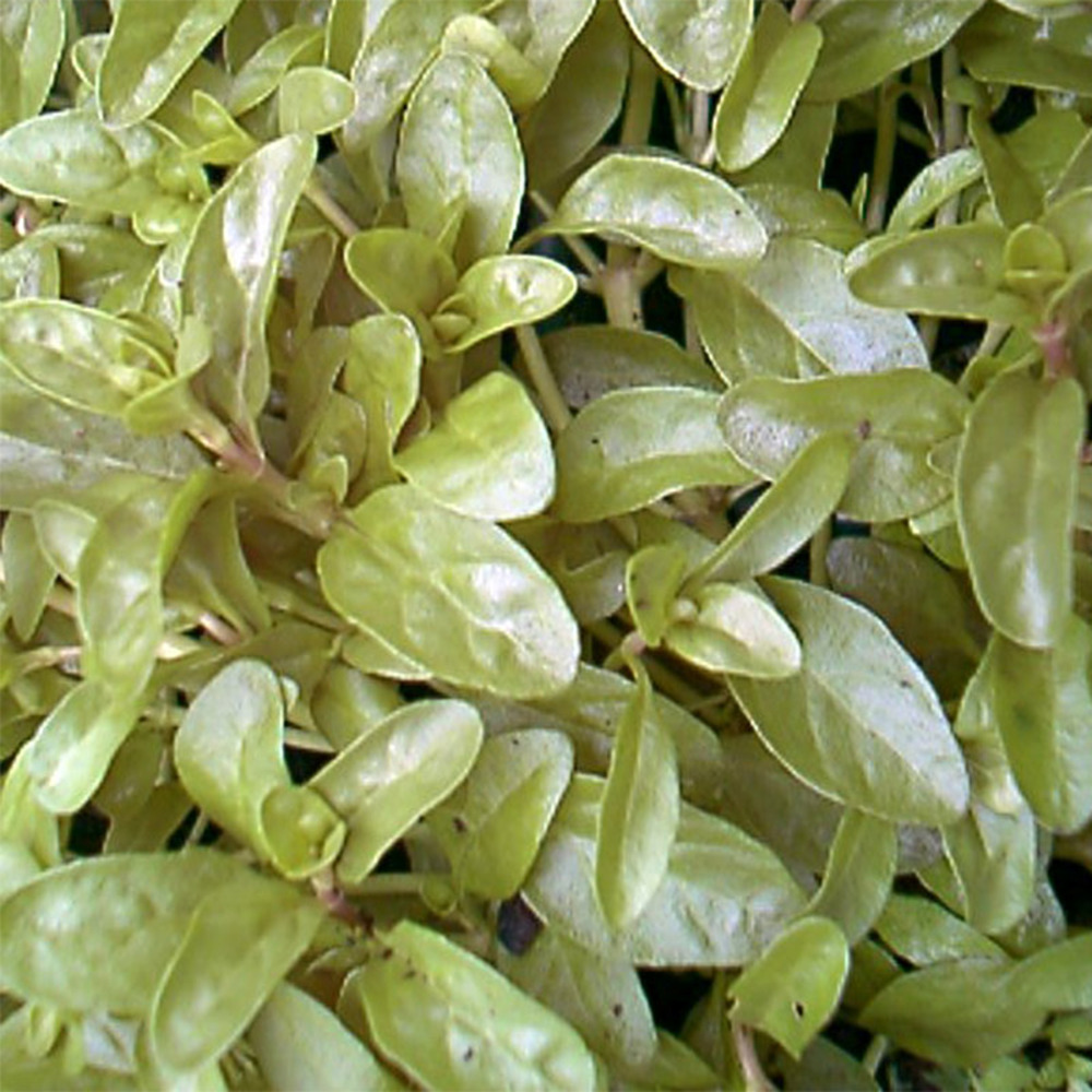 Menthe pouillot godet de 8/9 cm