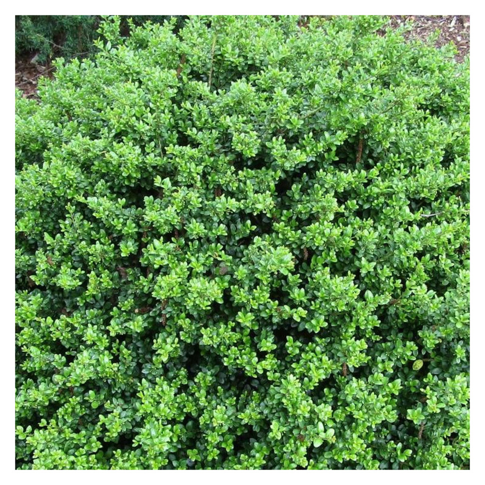 Houx crénelé chat'o® 'farrowsk6', ilex crenata pot de 7,5l - 40/60 cm