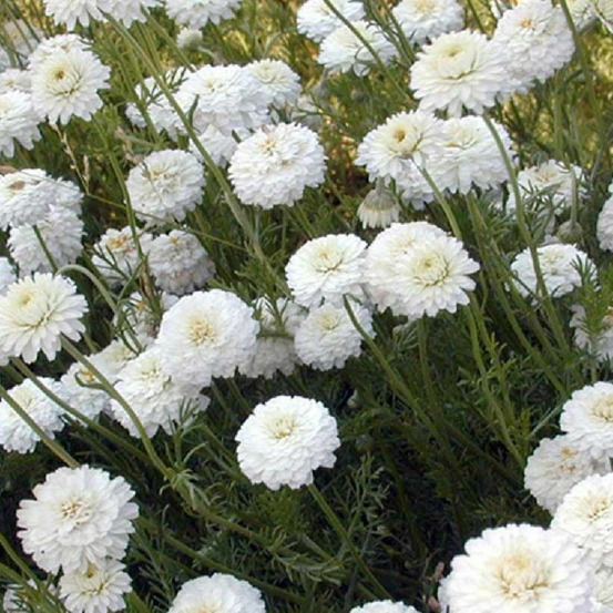 Camomille romaine double lot de 5 godets