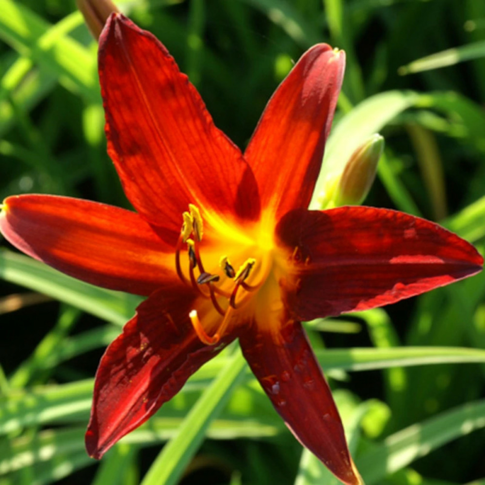 Hémérocalle sammy russell lot de 9 godets