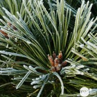 Pinus nigra pierrick bregeon: c3l