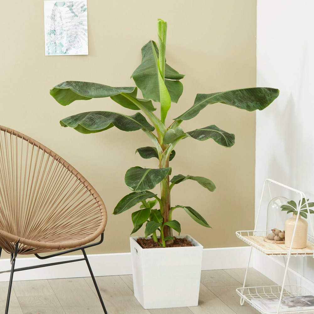 Bananier nain - le pot / ø 21cm / hauteur livrée 60-80cm