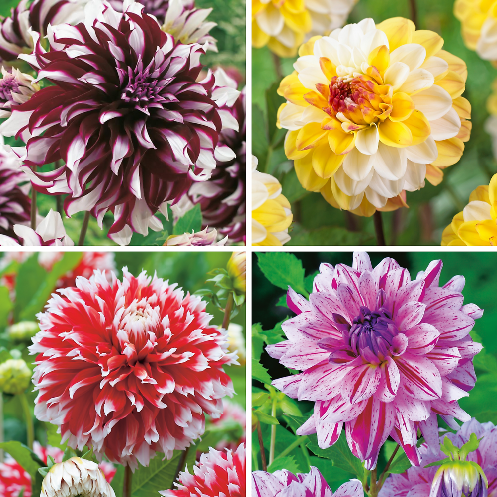 Offre dahlias decoratifs - 4 bulbes
