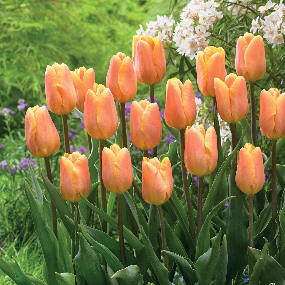 10 tulipes triomphe belleville - le sachet de 10 bulbes / circonférence 11cm+, vendu par lot de 2