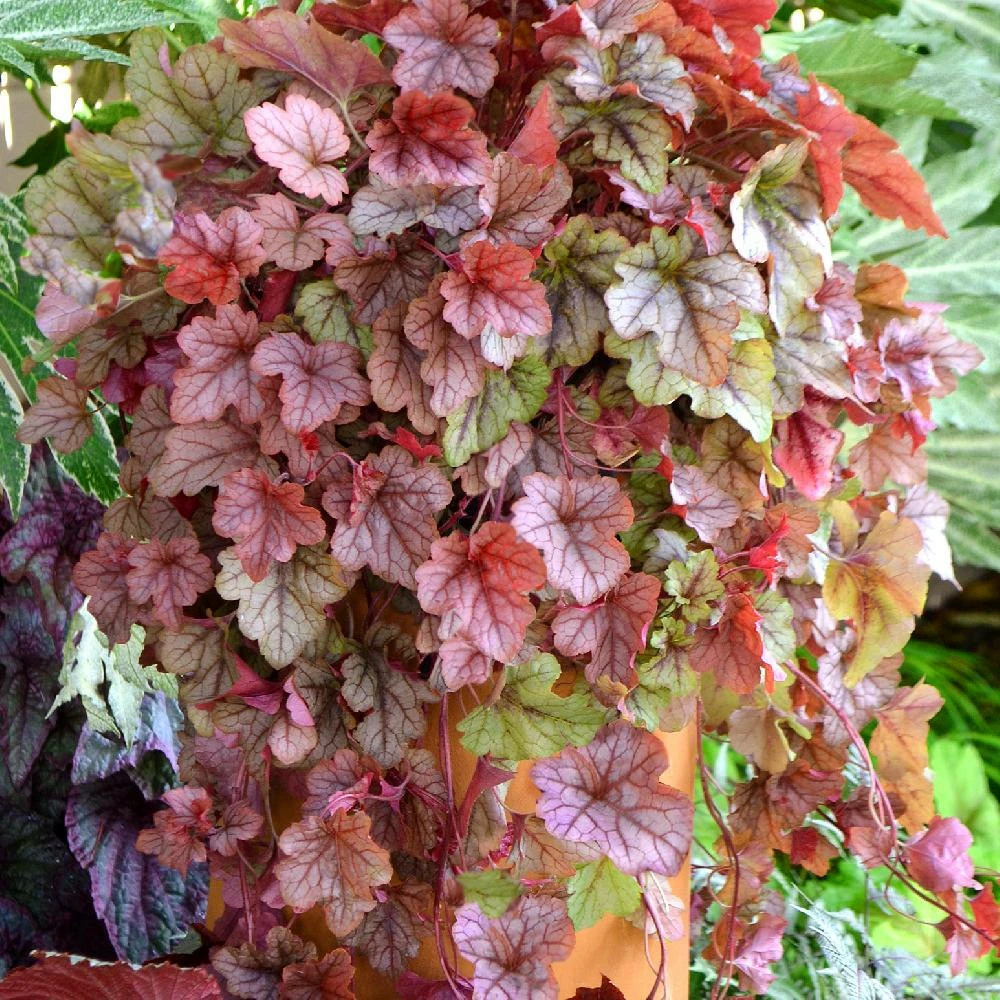 Heucherella copper cascade® godet