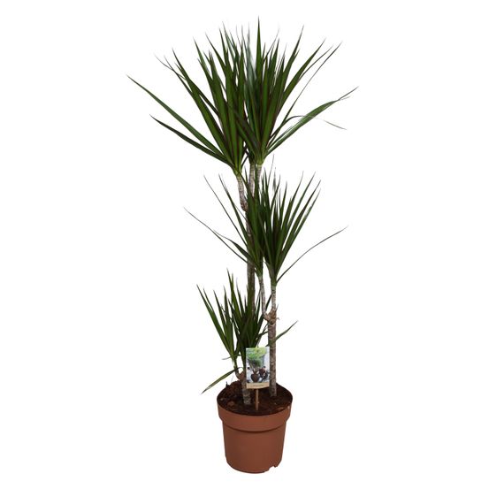Dracaena marginata - h120 cm - ø21 cm