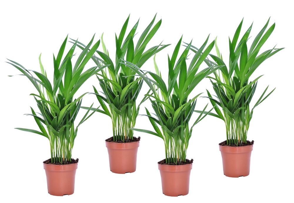 Palmier areca - set de 4 - dypsis lutescens - hauteur 30-45cm - ⌀12cm