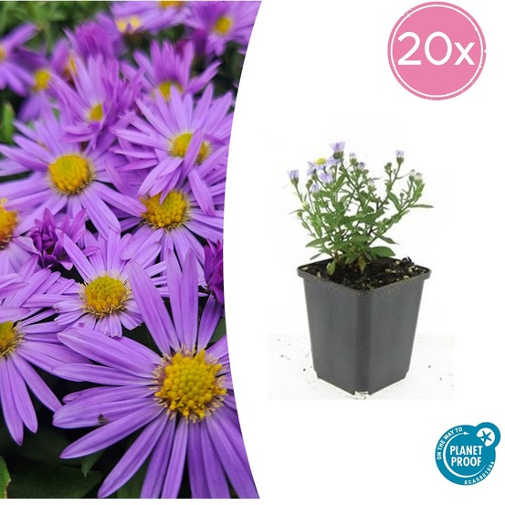Aster nain d'automne 'prof. Anton kippenberg' x20 – entre 1,25 et 1,67m2
