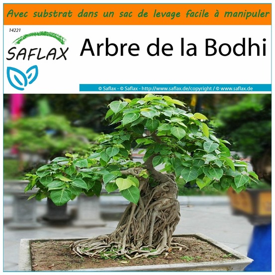 Garden in the bag - arbre de la bodhi - 100 graines - ficus religiosa