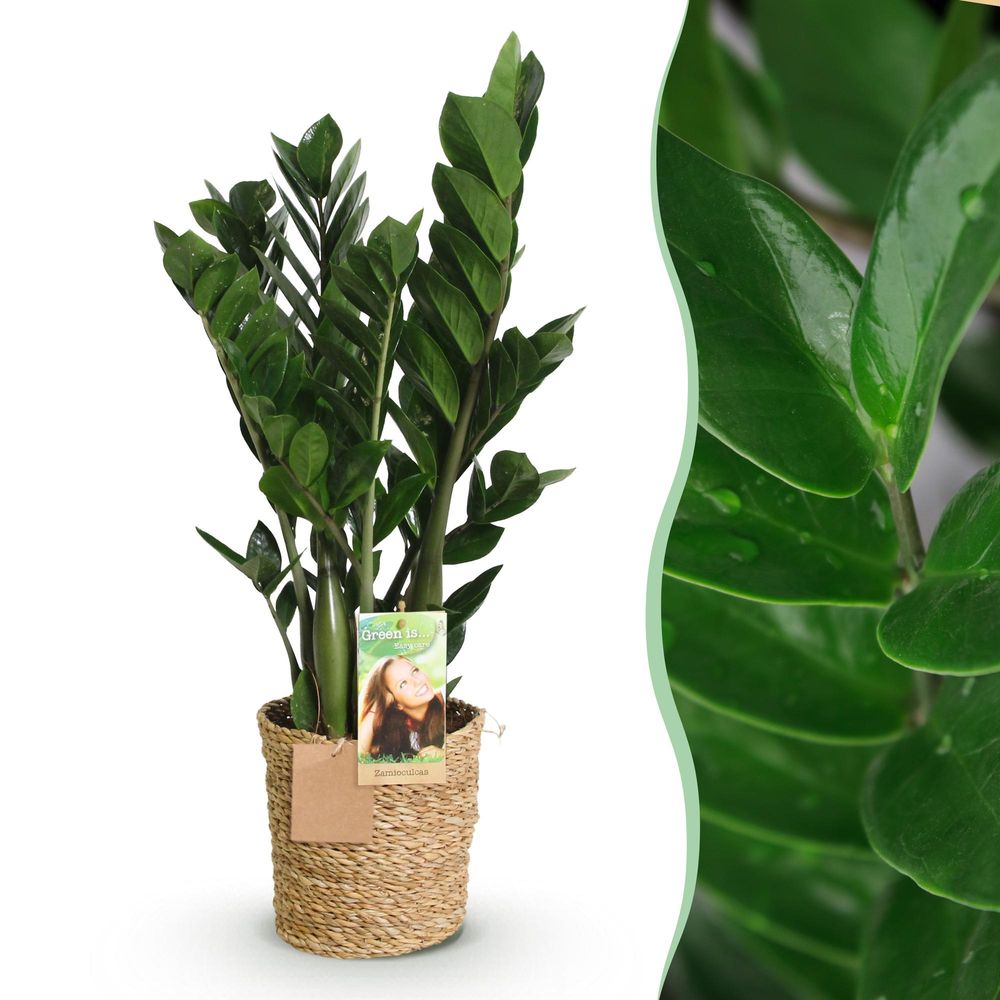 Zamioculcas - zz-plant - plantes d'intérieur