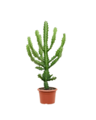 Cactus euphorbe lactée h-40/60 cm