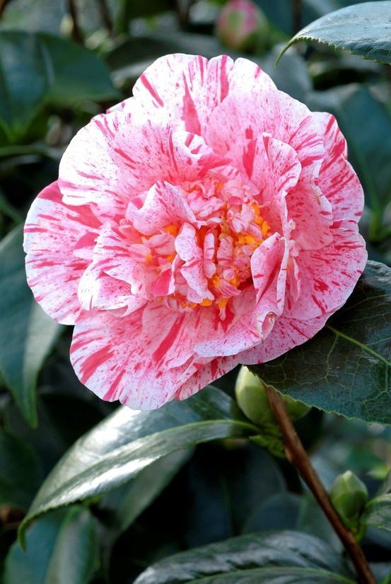 Camélia 'mrs nellie eastman' - en pot de 1 litre